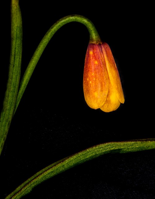 Frittilaria pudica 15-7858.jpg